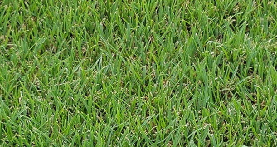 Bermuda Tif Tuf Sod for Sale in Pflugerville