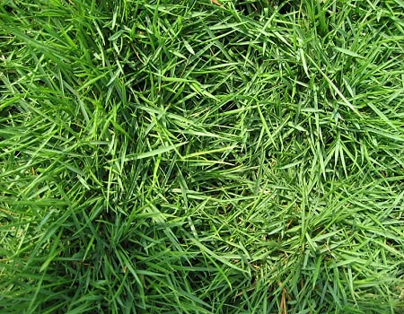 Zoysia Palisades Sod for Sale in Pflugerville